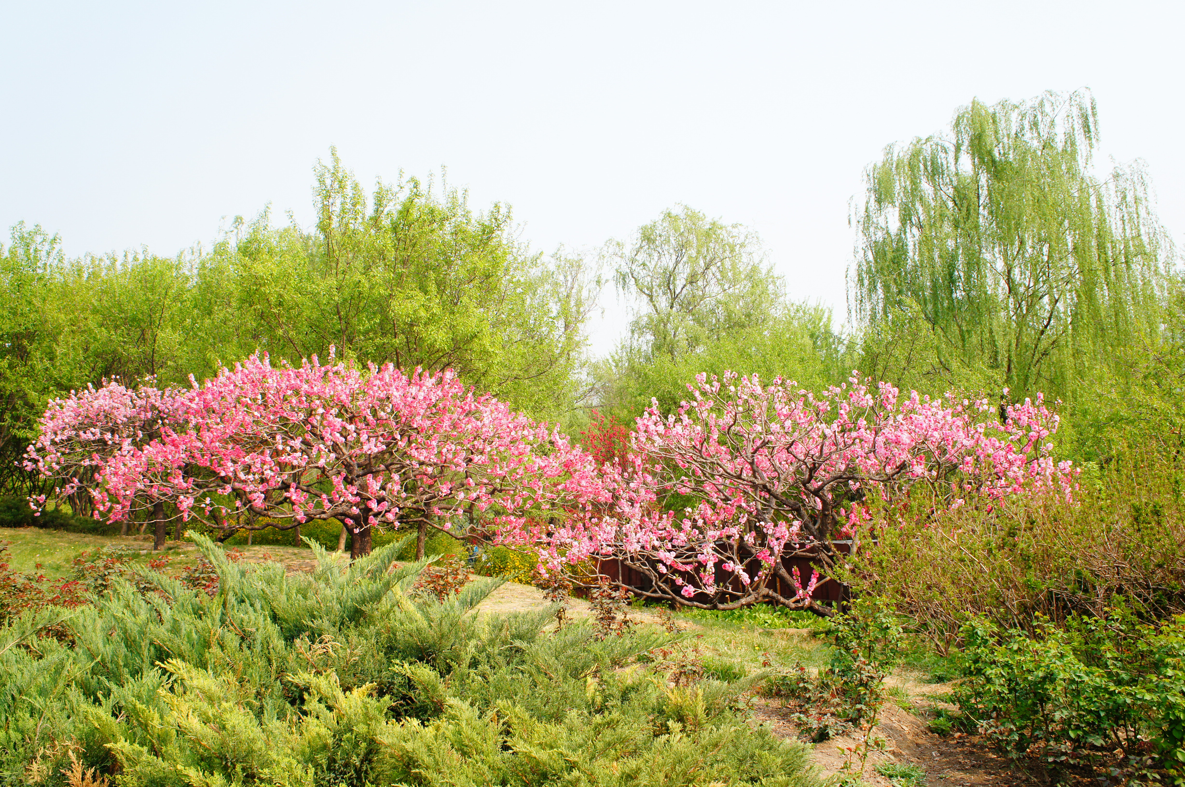 北京植物園旅遊景點攻略圖