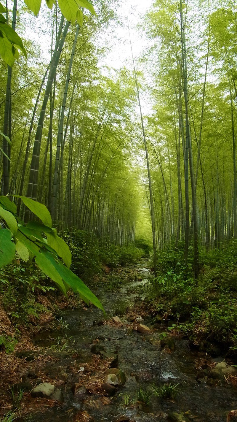 溧阳南海竹林图片