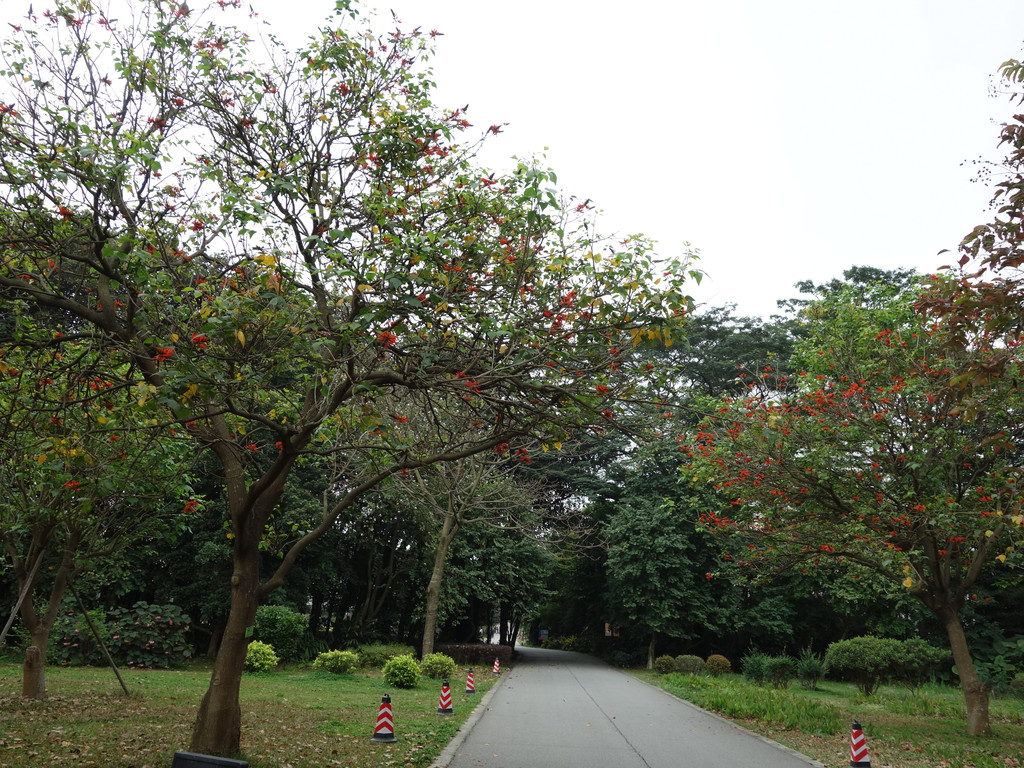 春節遊華南植物園 - 波恩遊記攻略【攜程攻略】