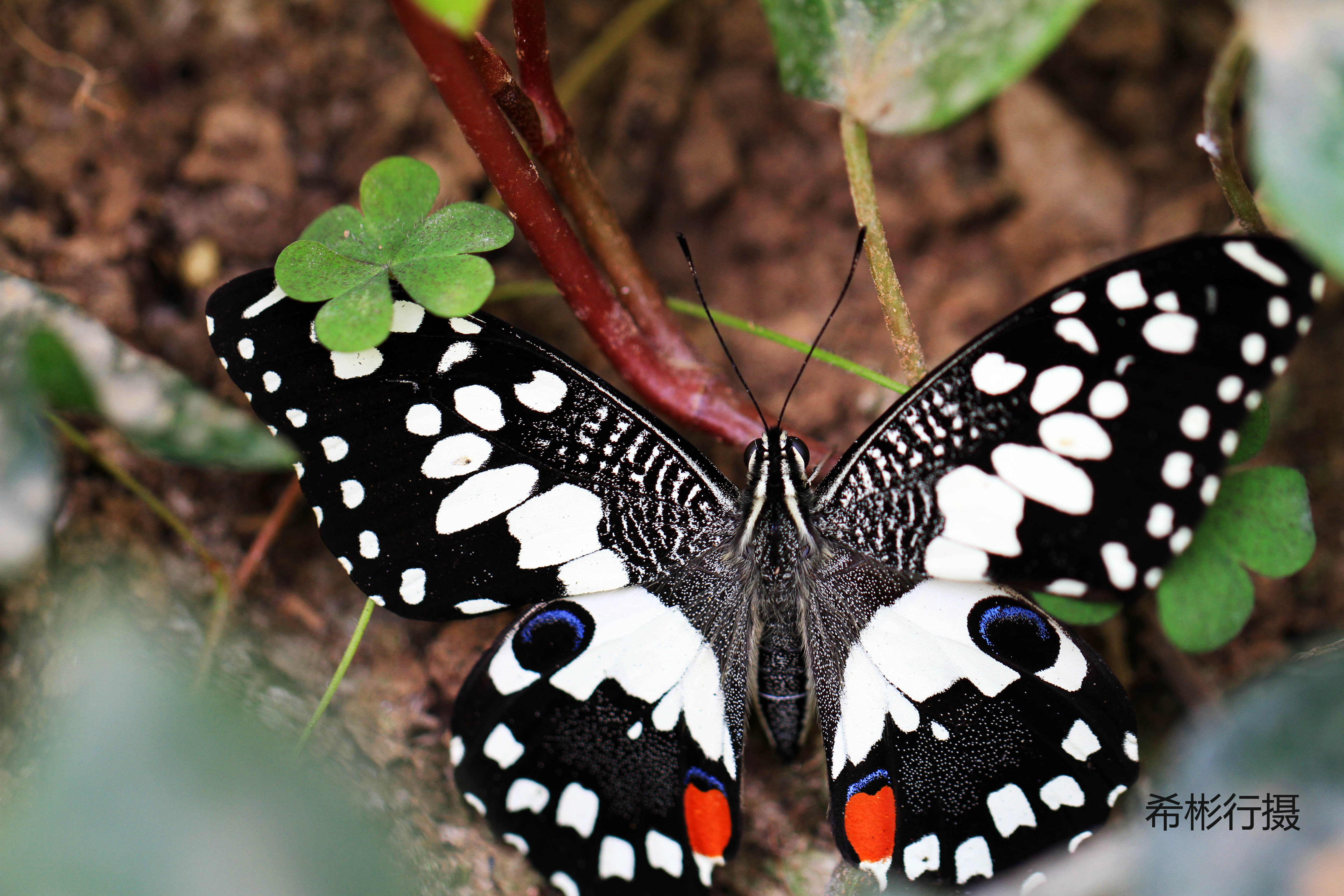 【携程攻略】顺义区七彩蝶园景点,景区主要看点蝴蝶谷 放飞广场 樱花