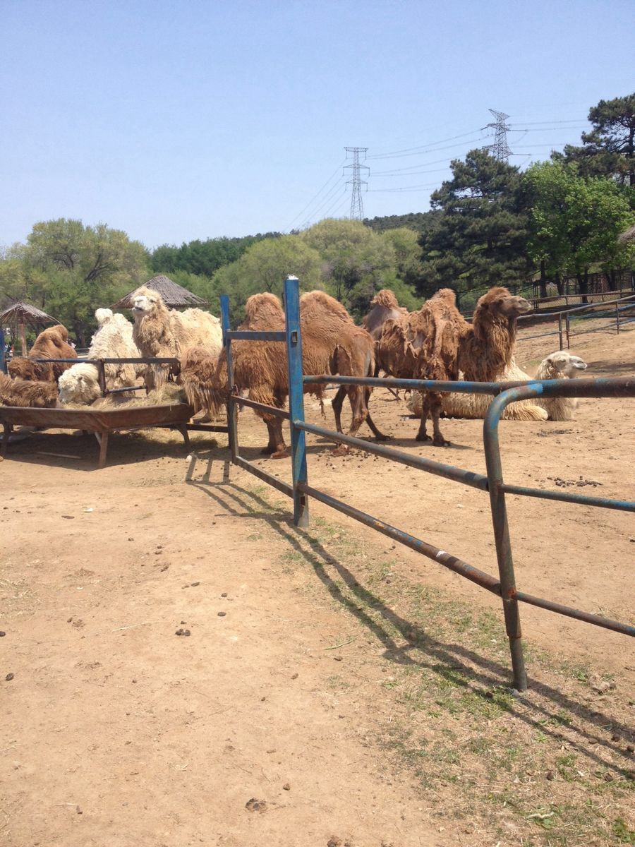 瀋陽森林動物園