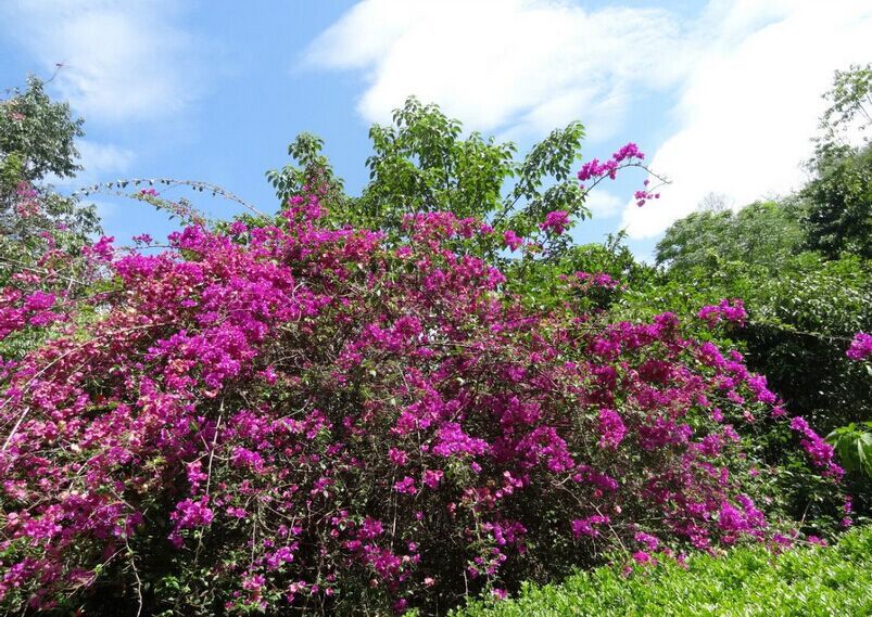 上關花景區