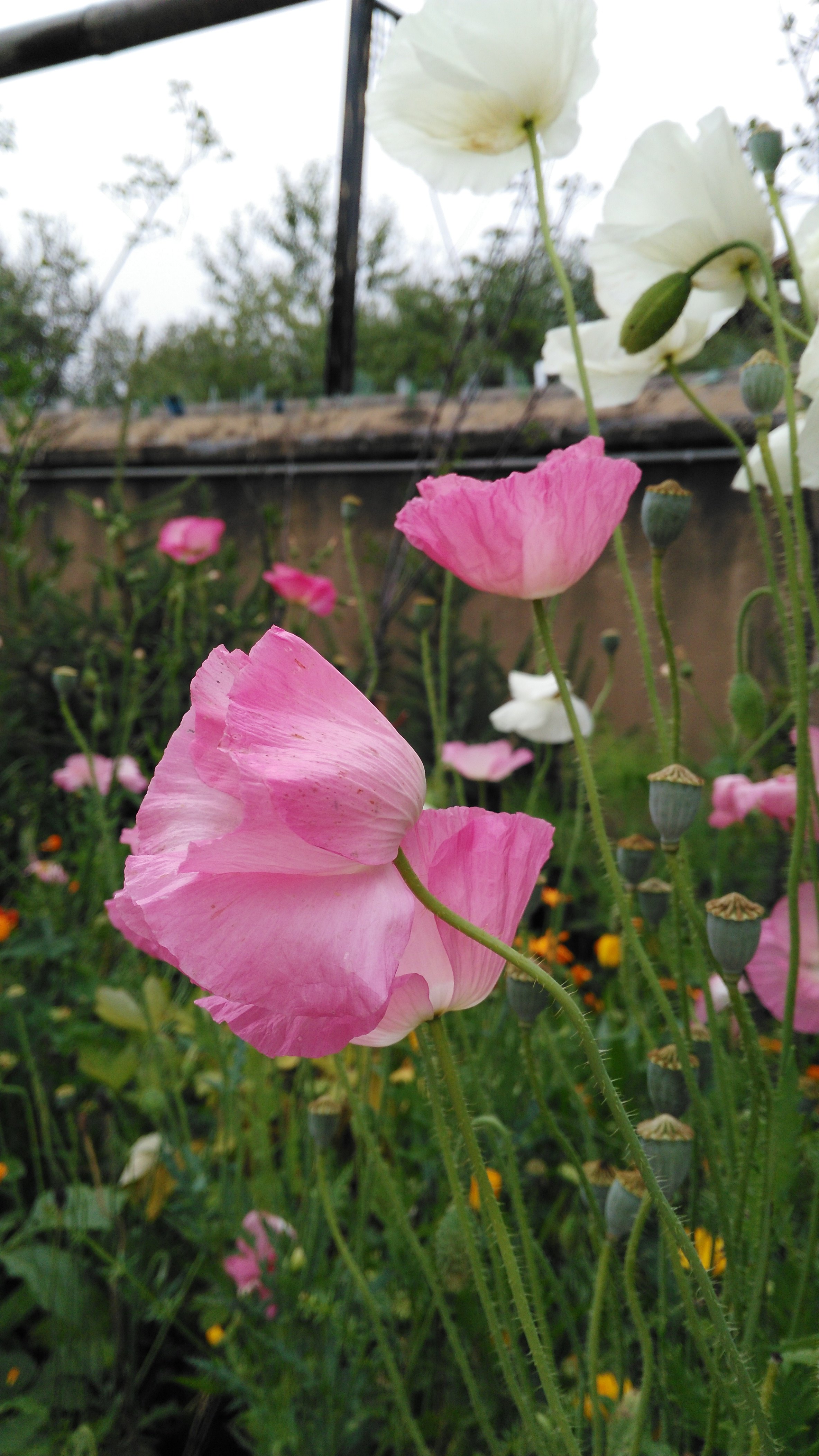休闲的成都生活