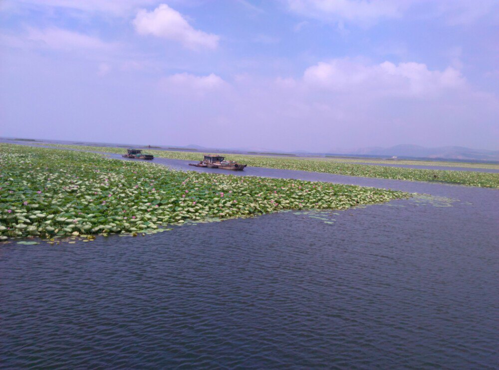 微山湖红荷湿地景区