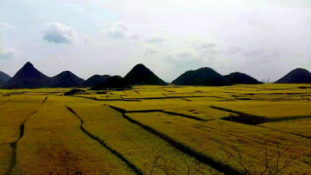 2019金雞峰叢_旅遊攻略_門票_地址_遊記點評,羅平旅遊景點推薦 - 去