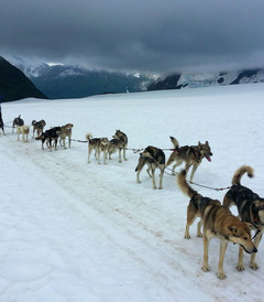 冰川 鲸鱼 雪橇犬 帝王蟹 北上阿拉斯加 寻找冰河世纪的秘境 阿拉斯加州游记攻略 携程攻略