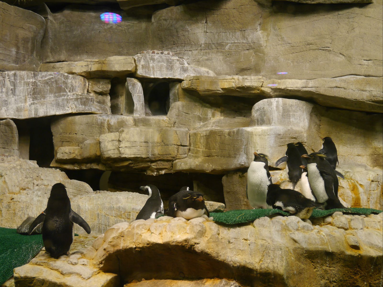 【携程攻略】芝加哥谢德水族馆景点,在水族馆前遇到一个"游客",他很