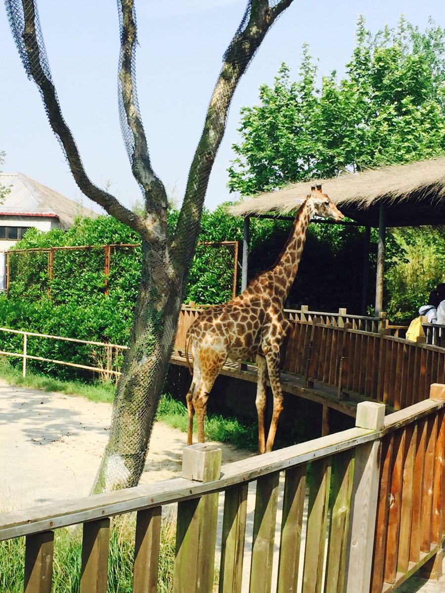 上海野生動物園