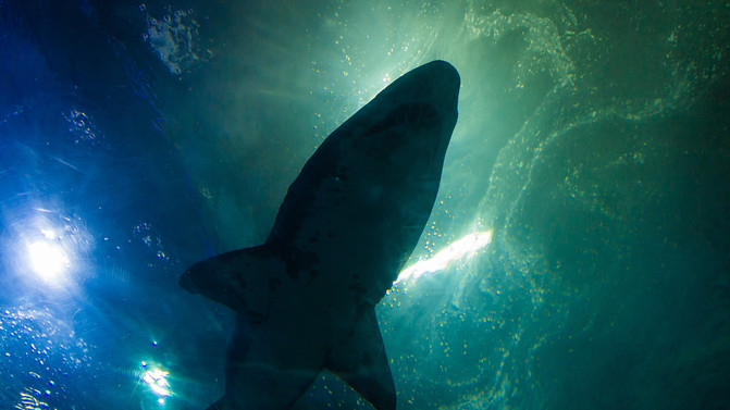 自由飞翔的鸟视频大全 CggYGlZ8yXGAJ9mKACcxbIW1iu4321_R_671_10000_Q90.jpg?proc=autoorient