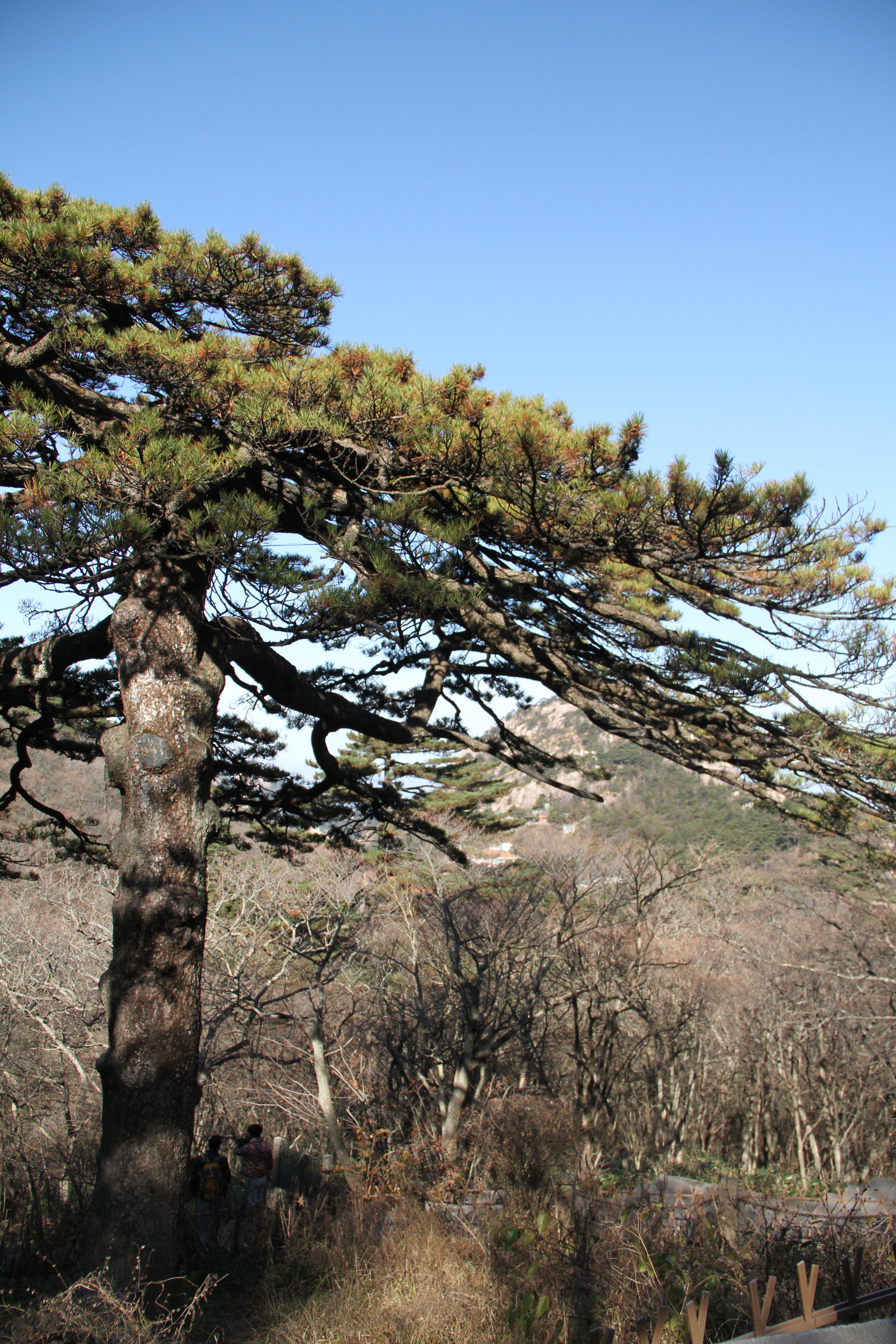 【携程攻略】黄山风景区黑虎松适合朋友出游旅游吗,黑虎松朋友出游