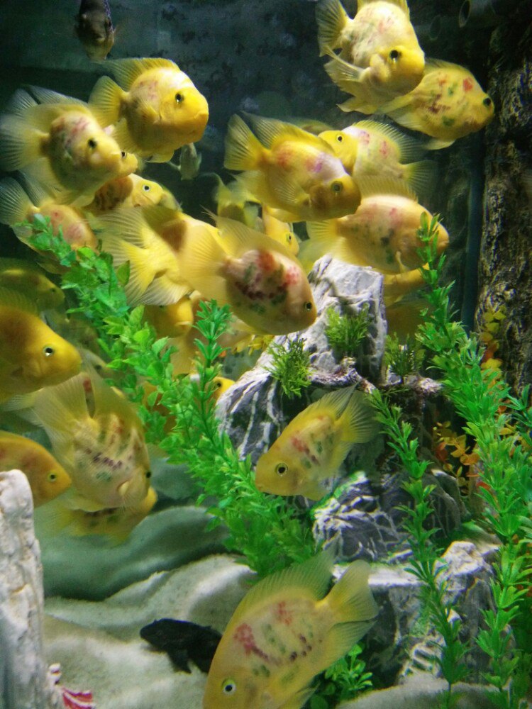 【携程攻略】洛阳龙门海洋馆景点,感觉海洋馆小了,不过鱼儿还是很漂亮