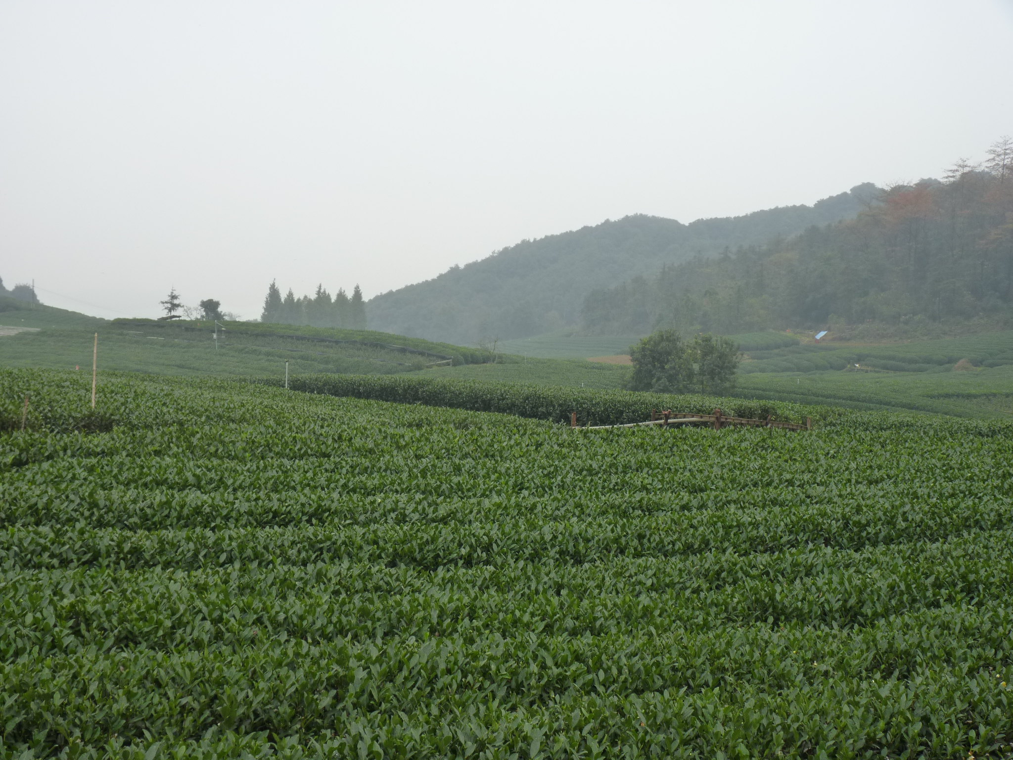 杭州龍塢茶村