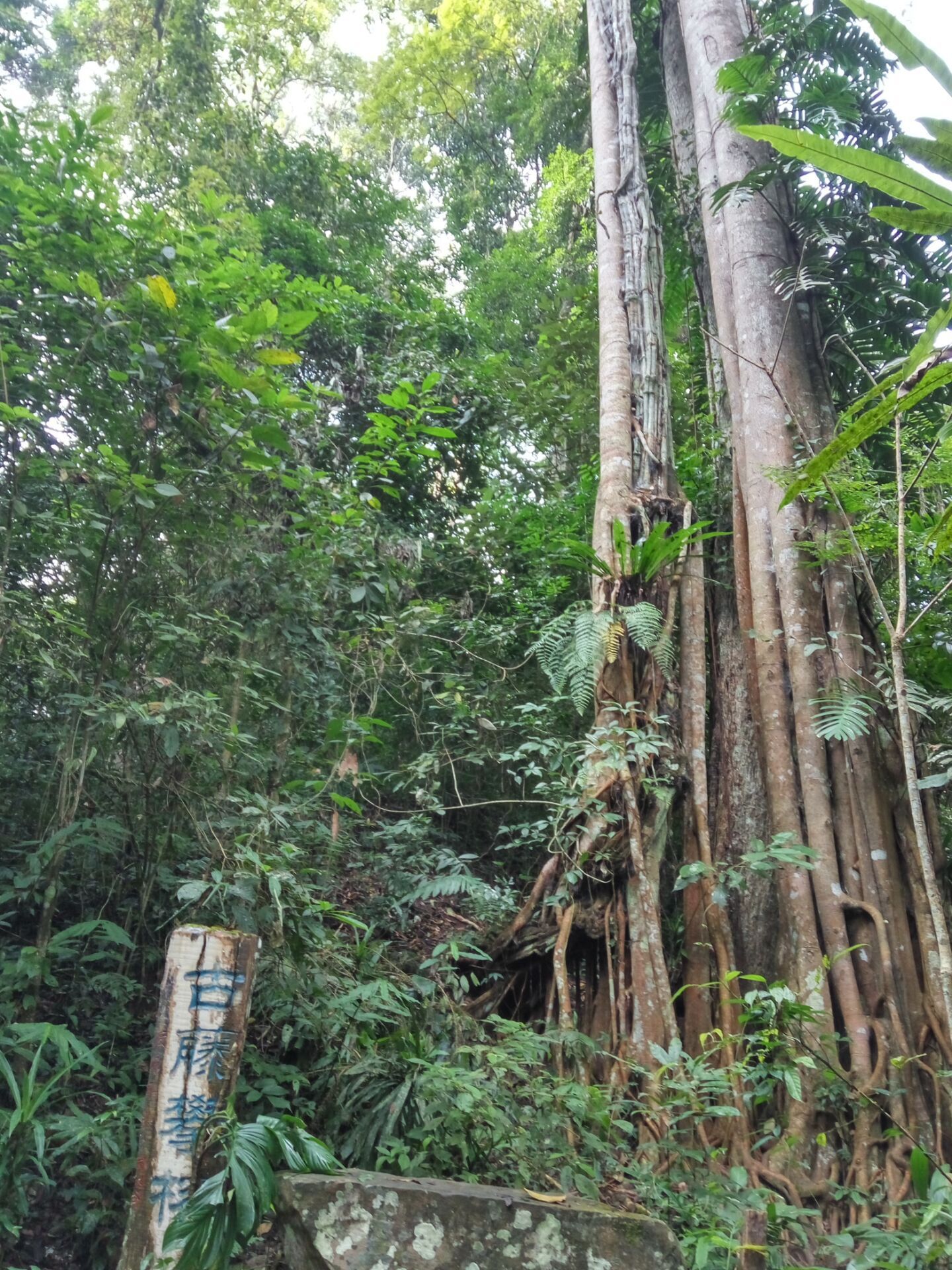 西双版纳雨林谷