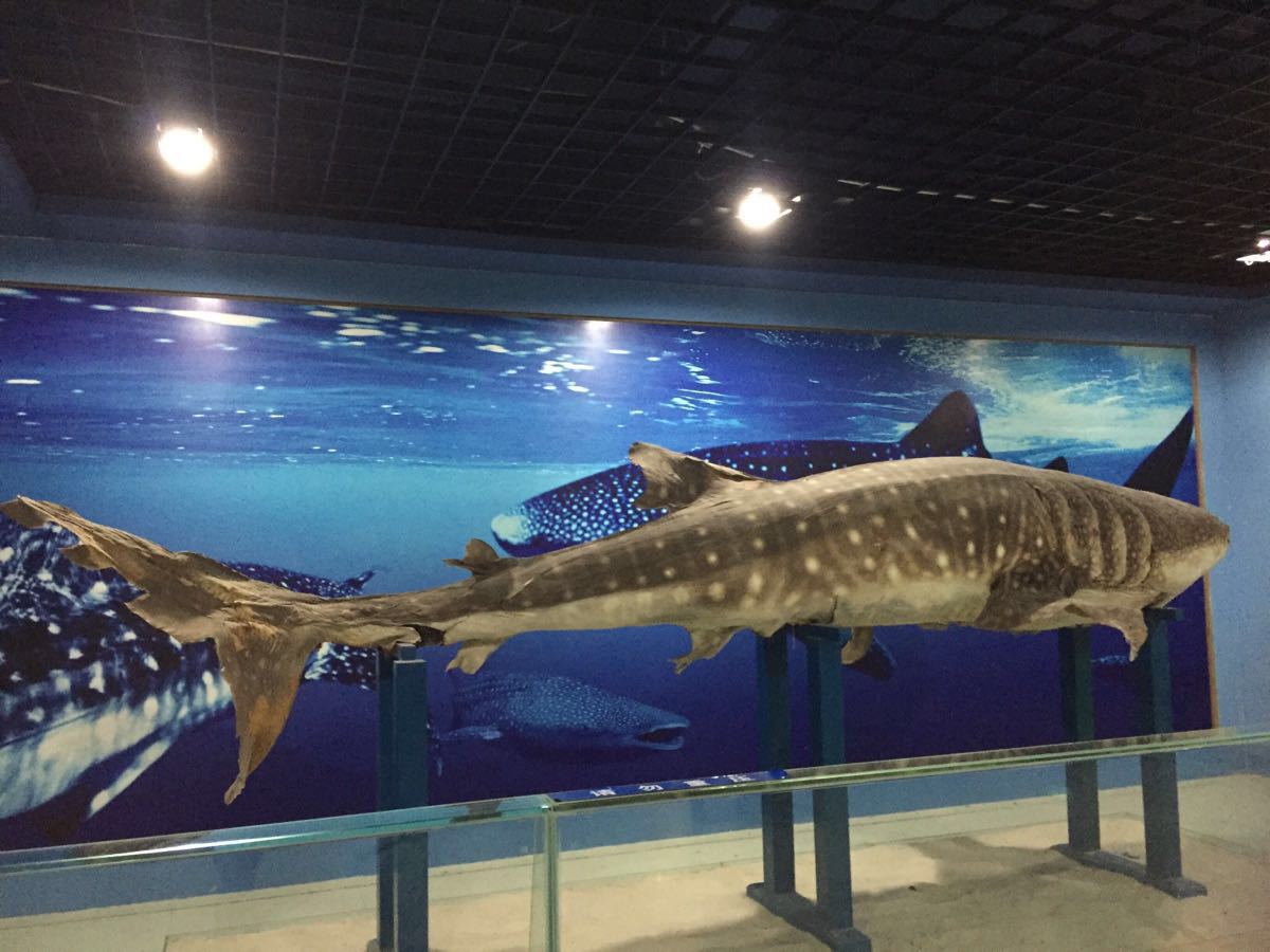 2019海洋之窗-旅游攻略-门票-地址-问答-游记点评,北海旅游旅游景点推