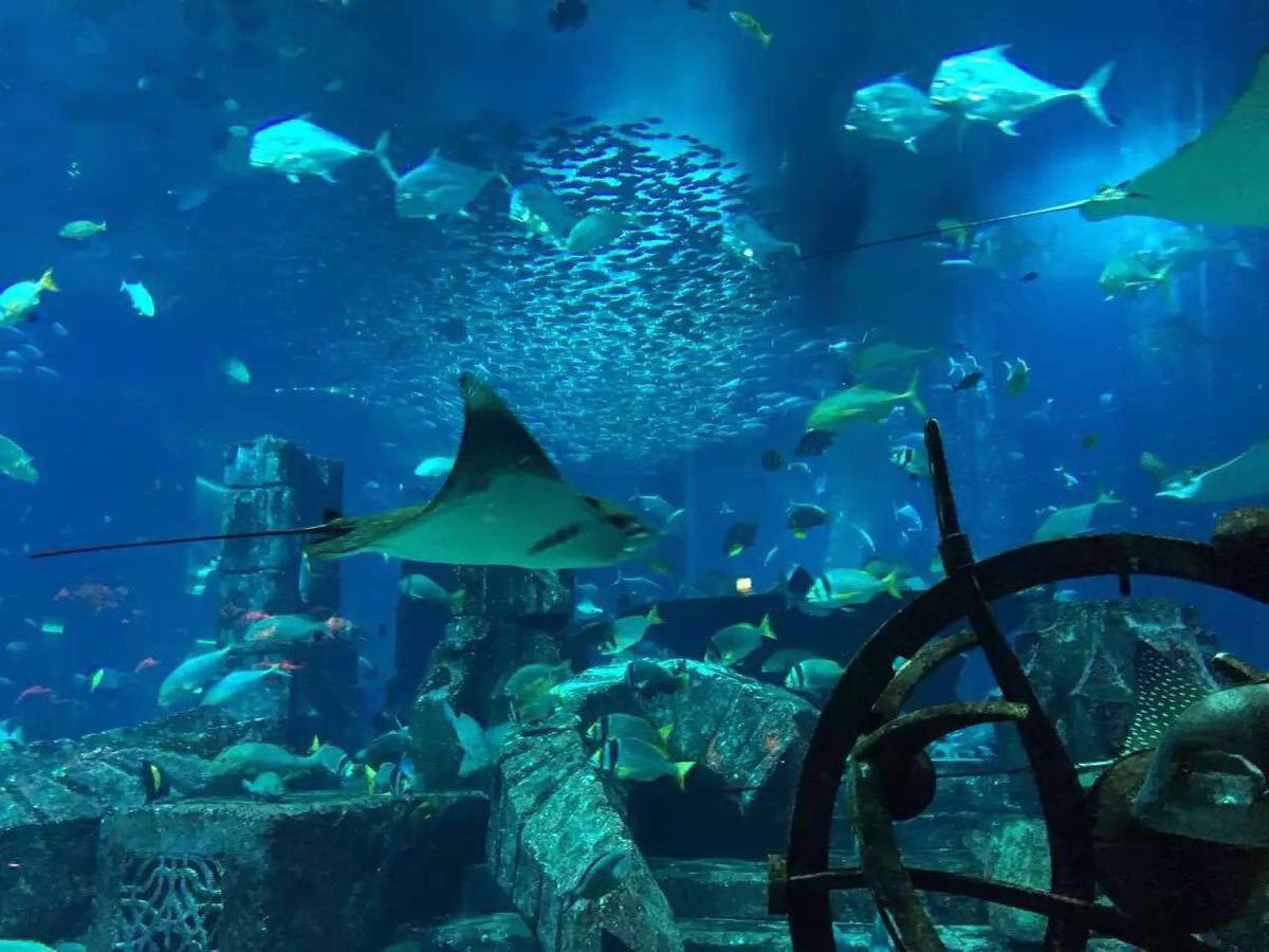 迪拜失落的空间水族馆