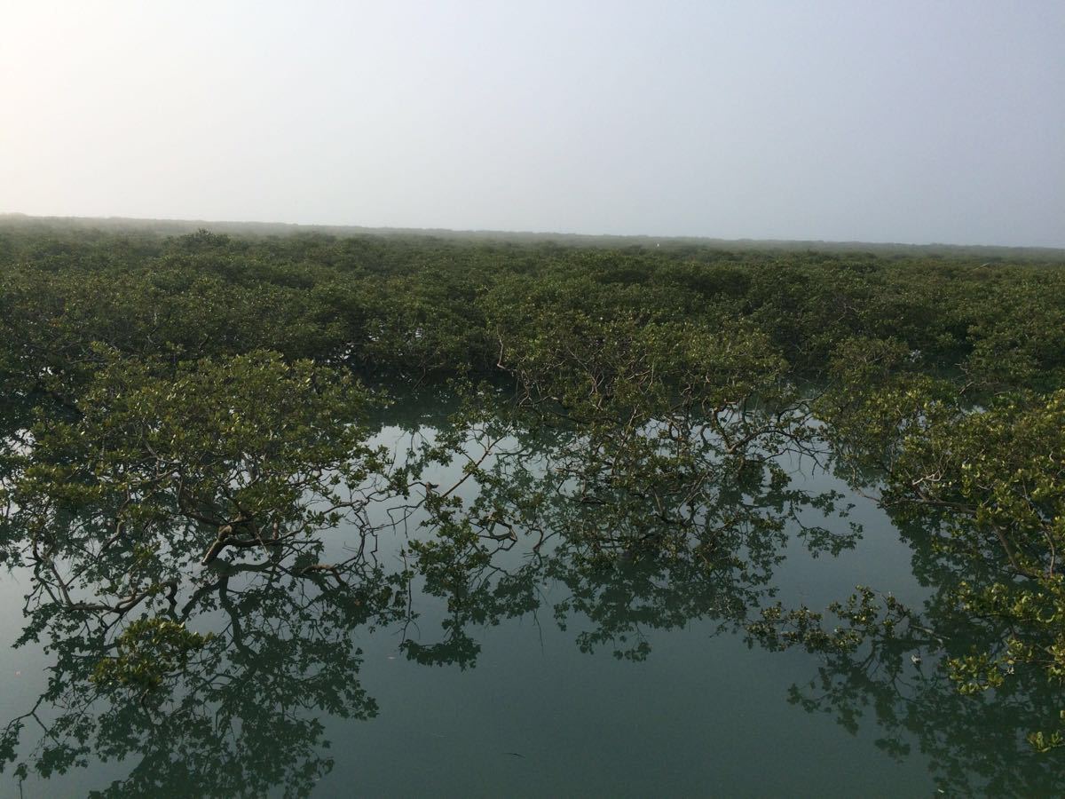 北海金海灣紅樹林生態旅遊區