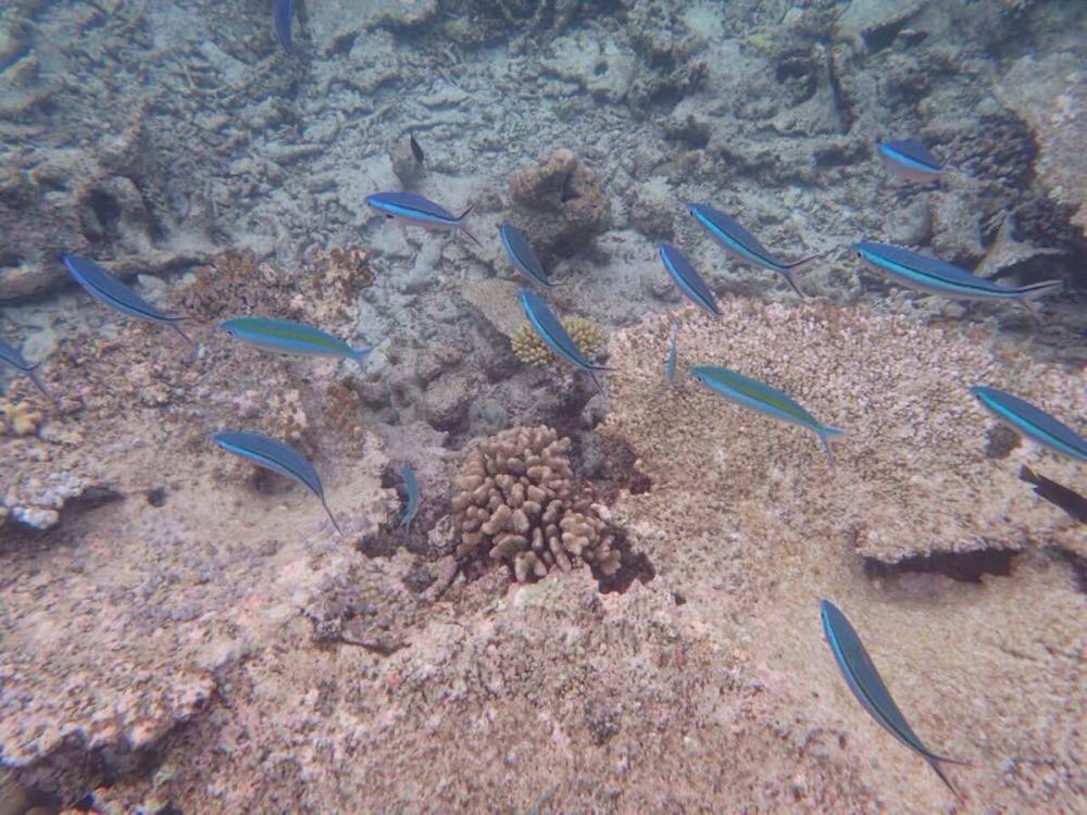            我都不知道这是什么鱼