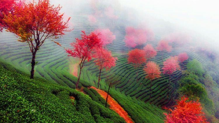无量山自然保护区
