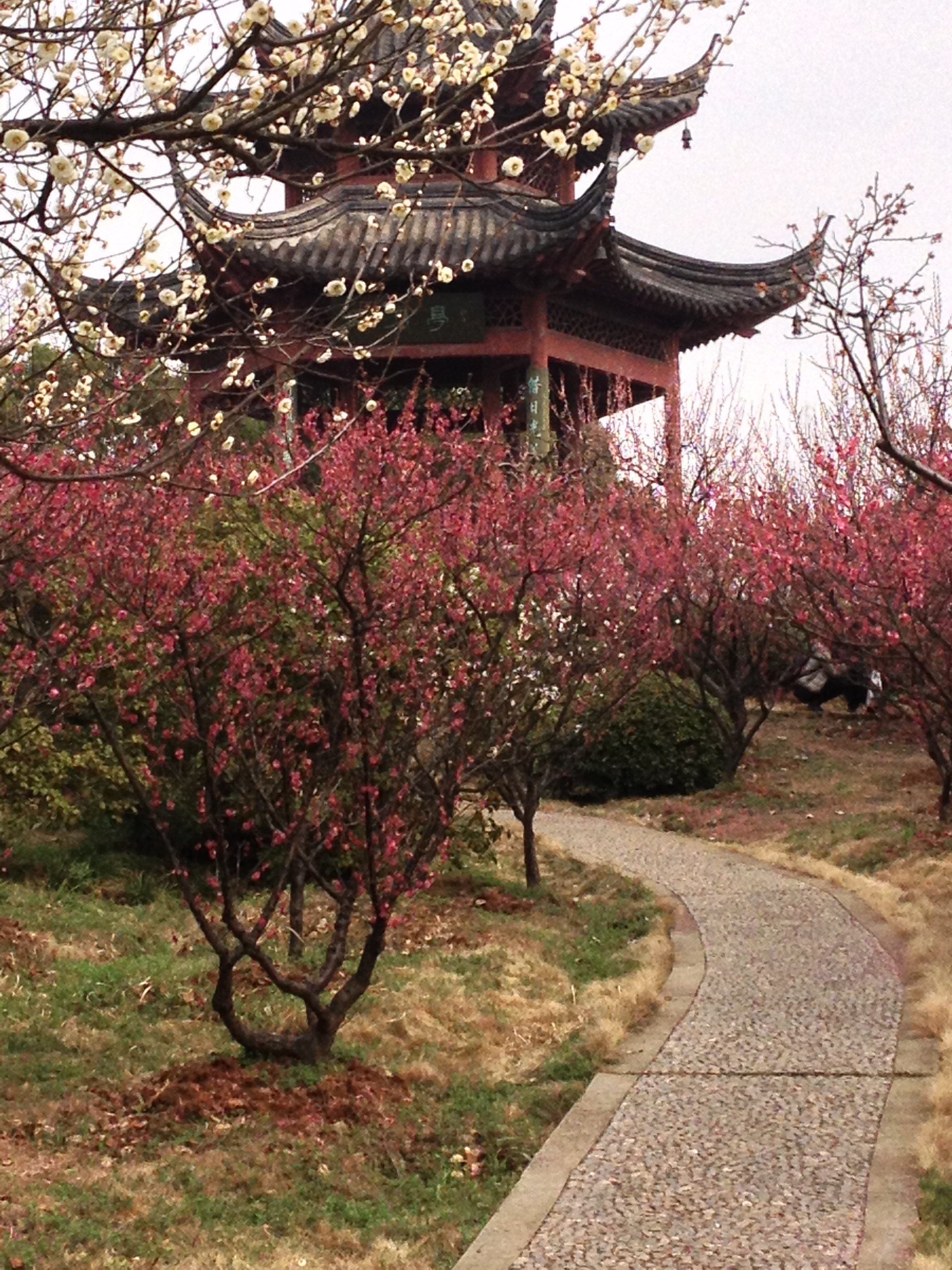 【携程攻略】南京梅花山适合家庭亲子旅游吗,梅花山家庭亲子景点推荐