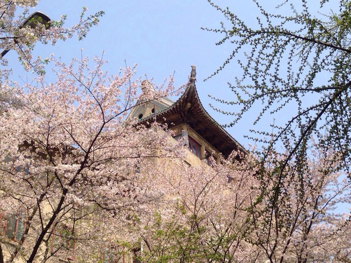 【攜程攻略】湖北武漢大學景點,武漢大學的櫻花 真心漂亮 武漢一年四