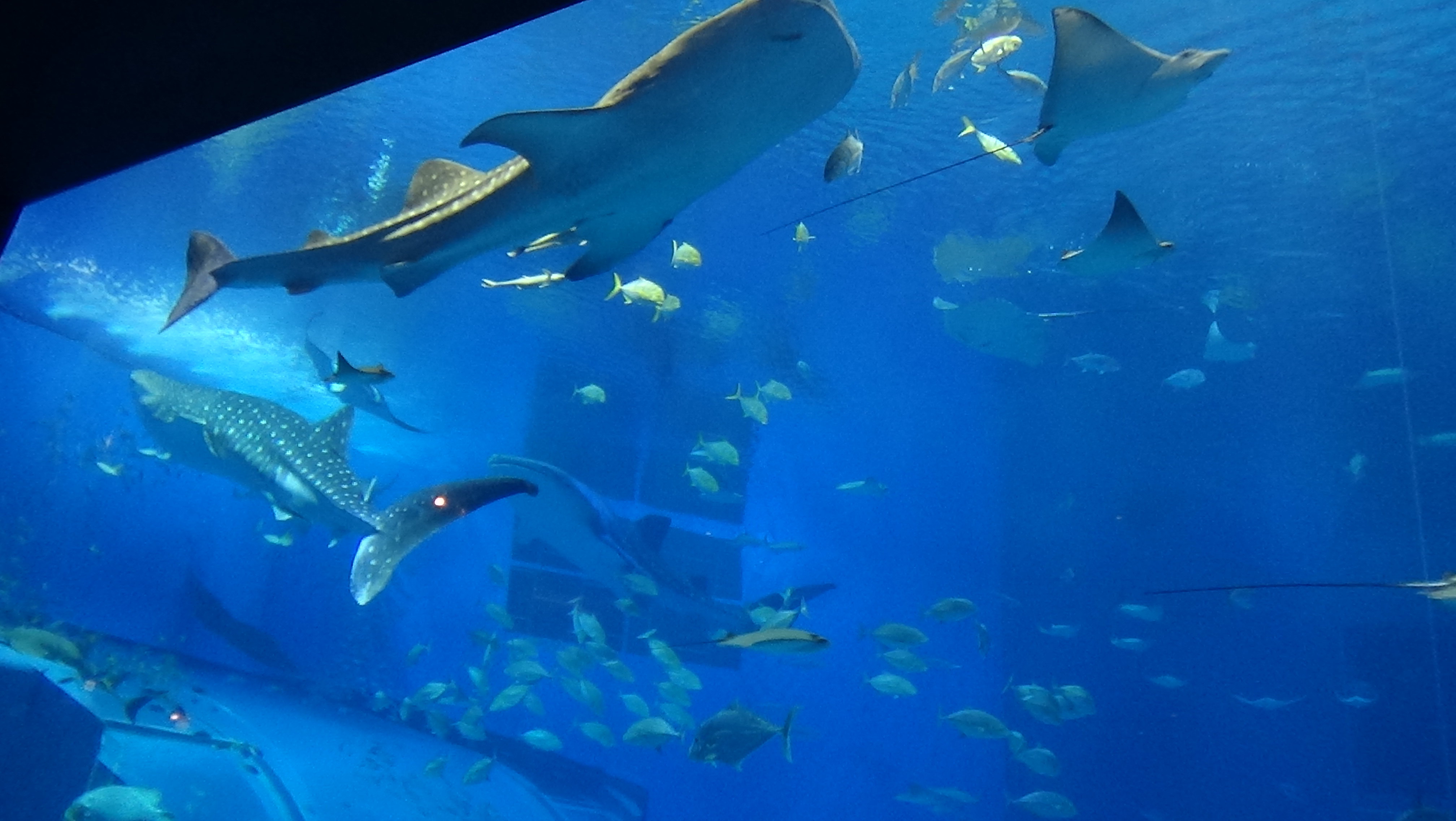 水族馆景点,这个包了一日游,玩了3个半小时,其实是在个大的海洋公园里