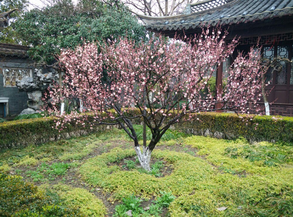 2019鳳城河梅園_旅遊攻略_門票_地址_遊記點評,泰州旅遊景點推薦 - 去