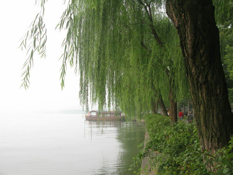 柳浪闻莺