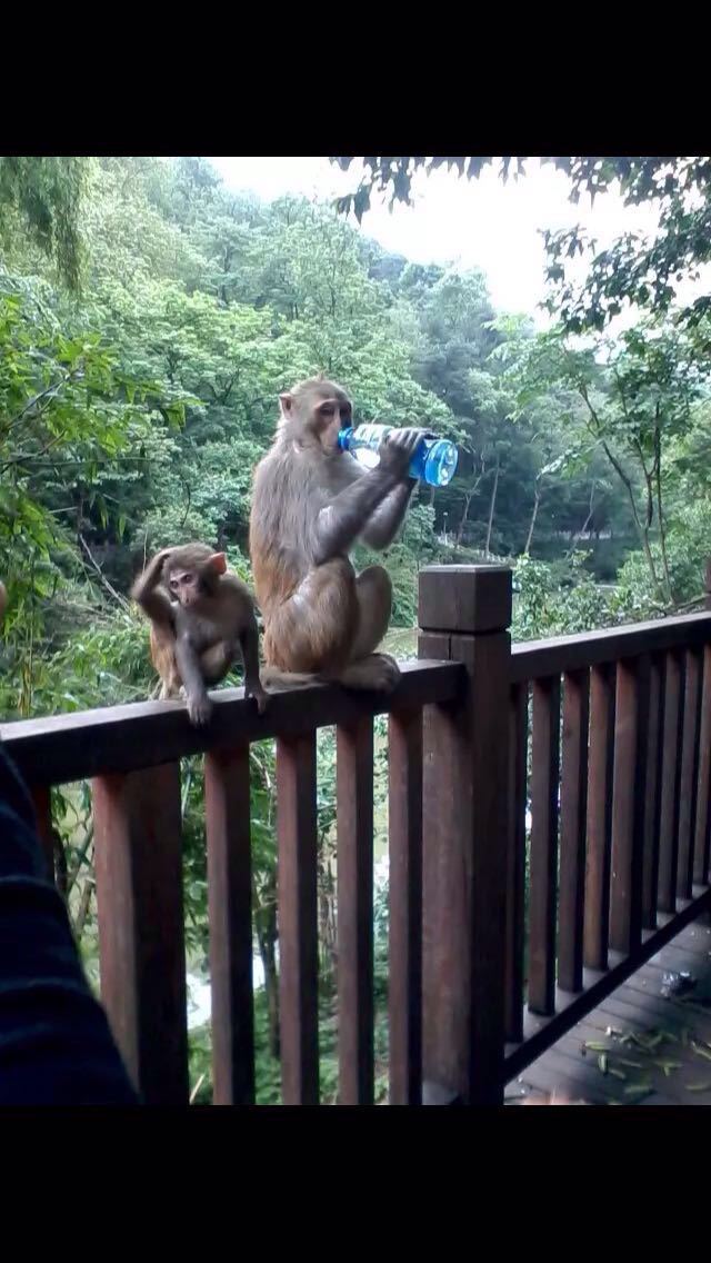 三岭湾猕猴观赏园图片