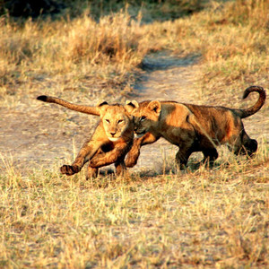塞伦盖提国家公园游记图文-非一般蜜月（下）－狩猎在非洲草原上