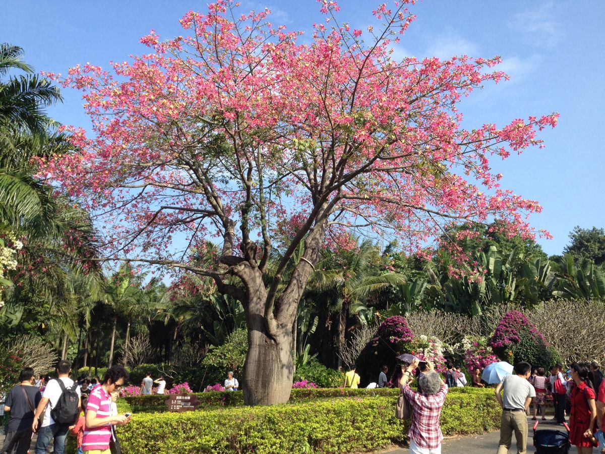 【攜程攻略】廣東蓮花山公園景點,有花展的時候去最好了,很漂亮!