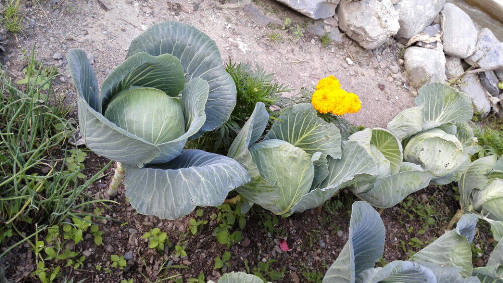                     高脚包菜