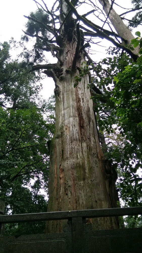 大树王景区