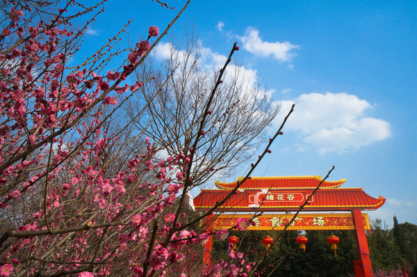 一大波的南京梅花来了!吃货的攻略,美食比美景