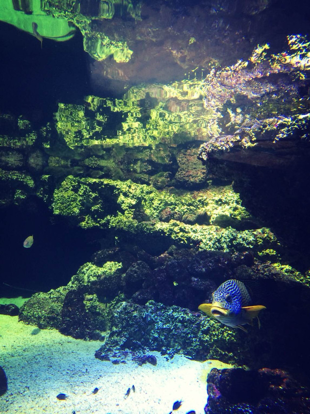 探索多彩世界，aquarium的魅力之旅，探索多彩世界，aquarium的魅力之旅