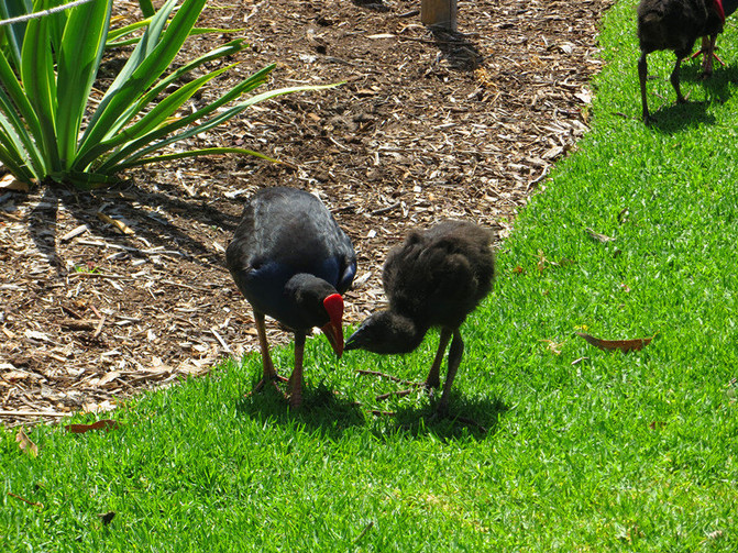 澳大利亚新西兰旅游纪实12-墨尔本皇家植物园