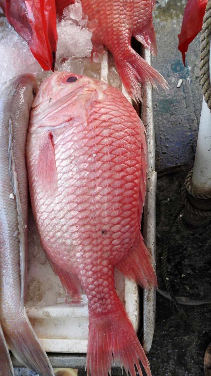 红苏眉鱼图片