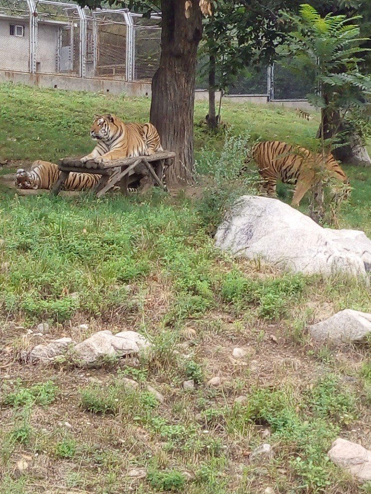 秦嶺野生動物園