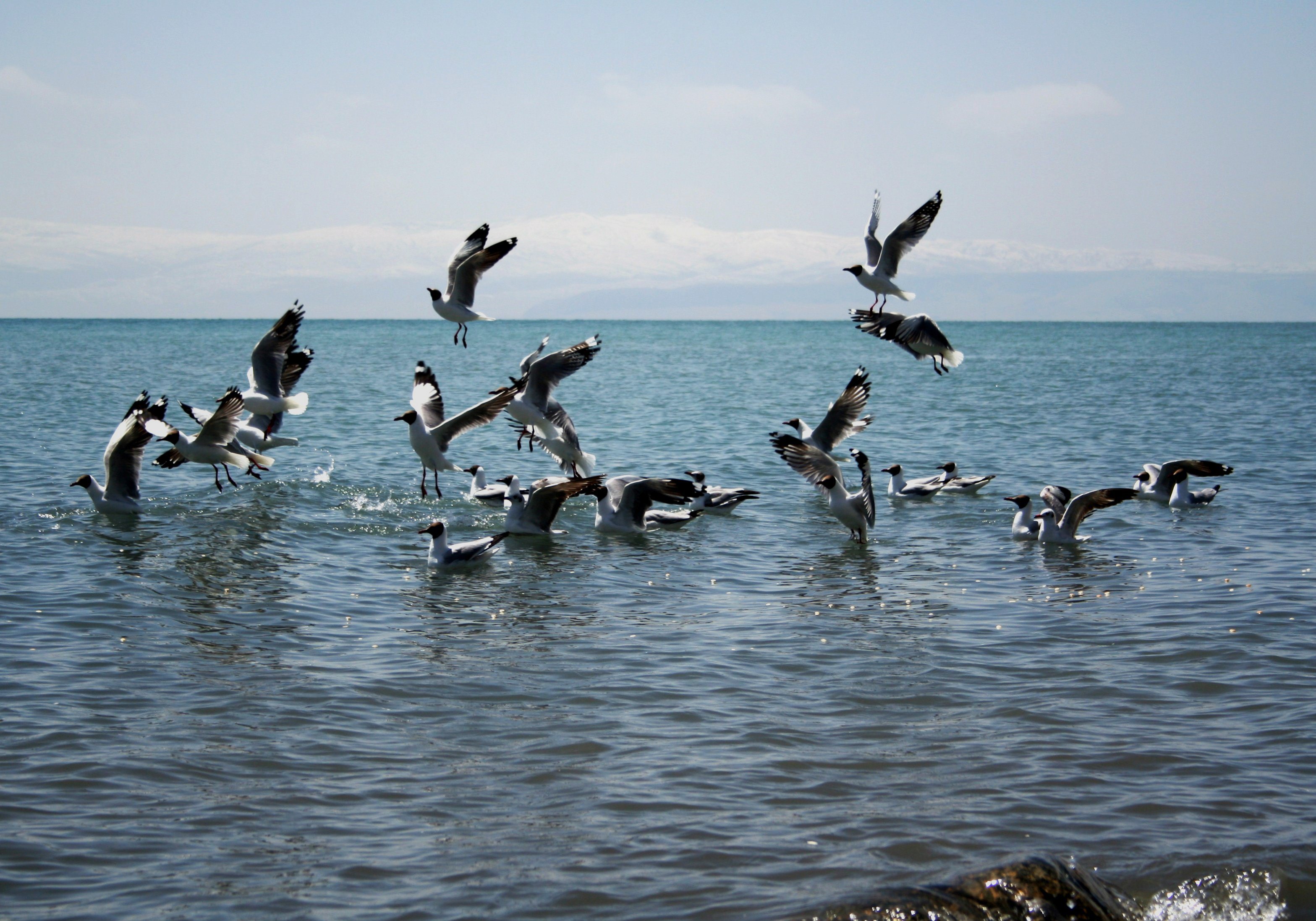 青海湖鸟岛最美图片