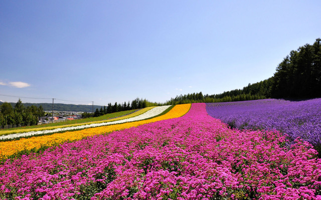 北海道花季铁道纪行 2 富良野游记攻略 携程攻略
