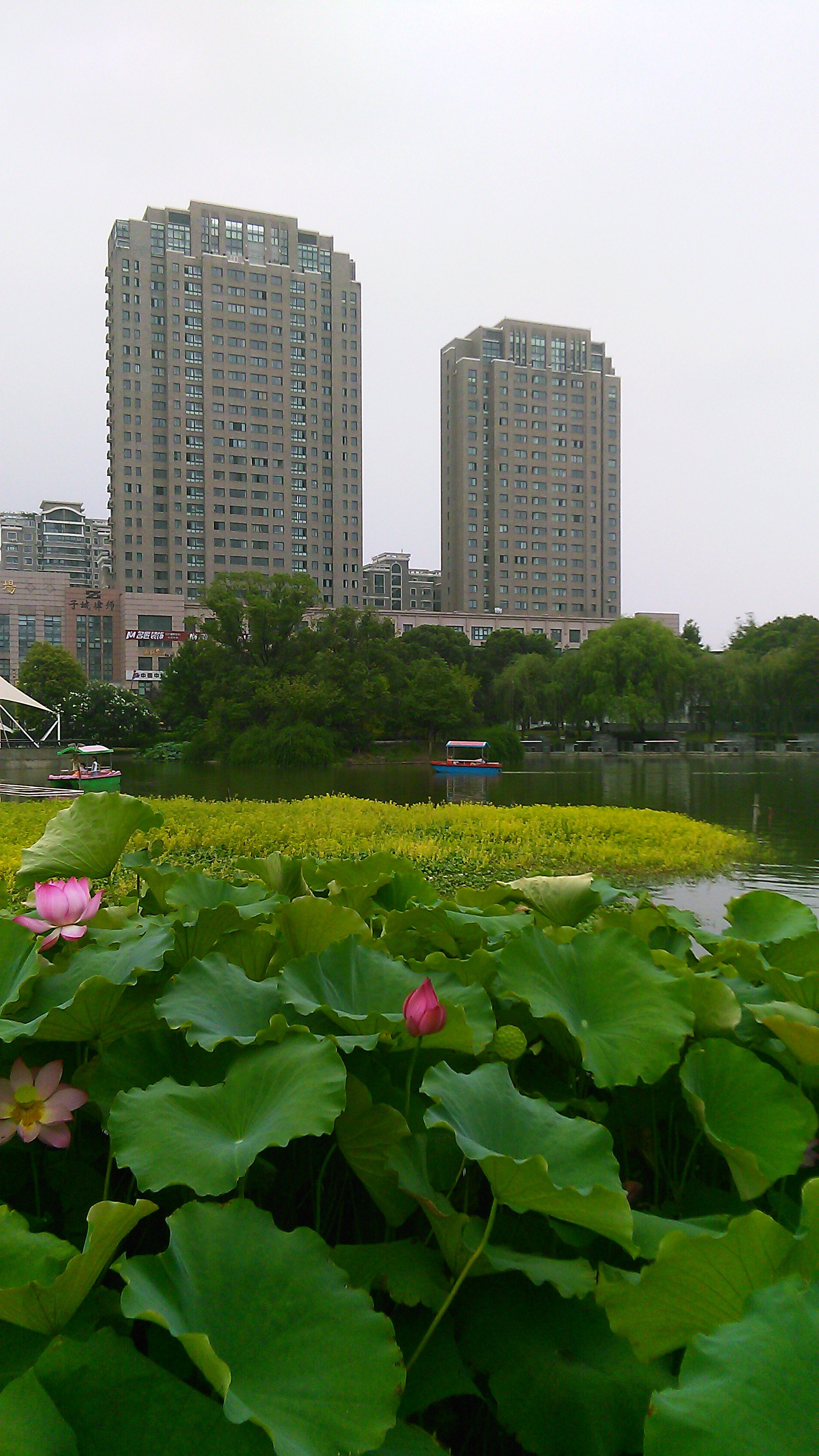 秋荷也爽.2015年8月16曰閒逛在嘉興秀洲公園