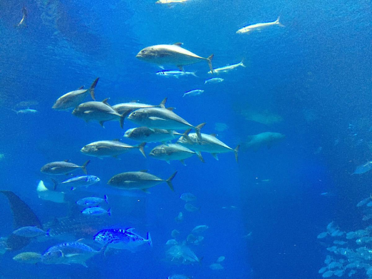 冲绳美丽海水族馆
