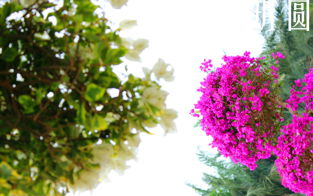 南国花儿不辞树之杜鹃花 深圳游记攻略 携程攻略