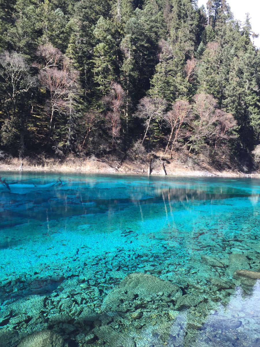 2019五彩池_旅遊攻略_門票_地址_遊記點評,九寨溝旅遊景點推薦 - 去