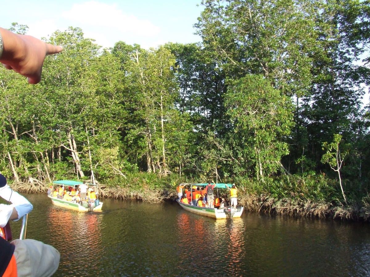 【携程攻略】沙巴亚庇kawa红树林好玩吗,沙巴kawa红树林景点怎么样