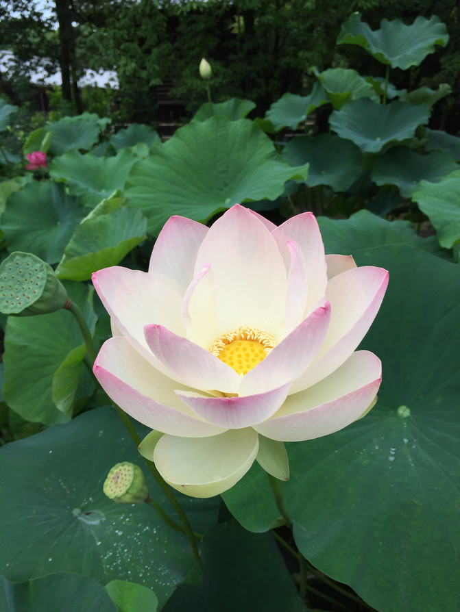 带宝游奈良 京都 东京 大阪 一家三口十日畅游幸福满满 京都游记攻略 携程攻略