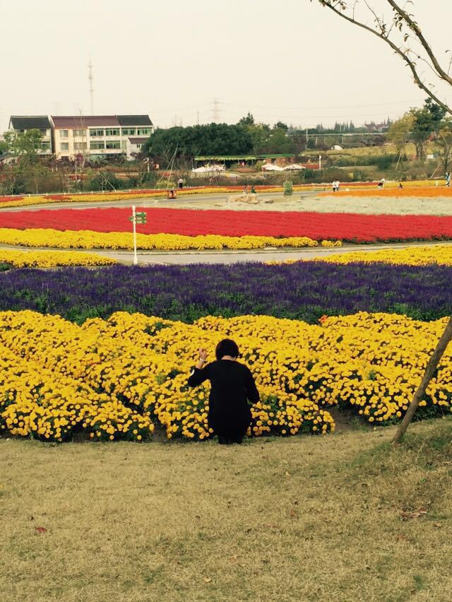 【攜程攻略】上海周浦花海好玩嗎,上海周浦花海景點怎麼樣_點評_評價