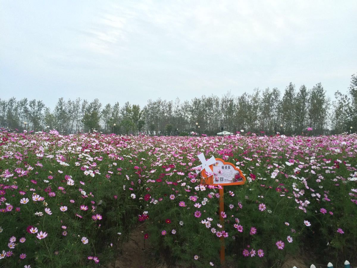 荷蘭花海