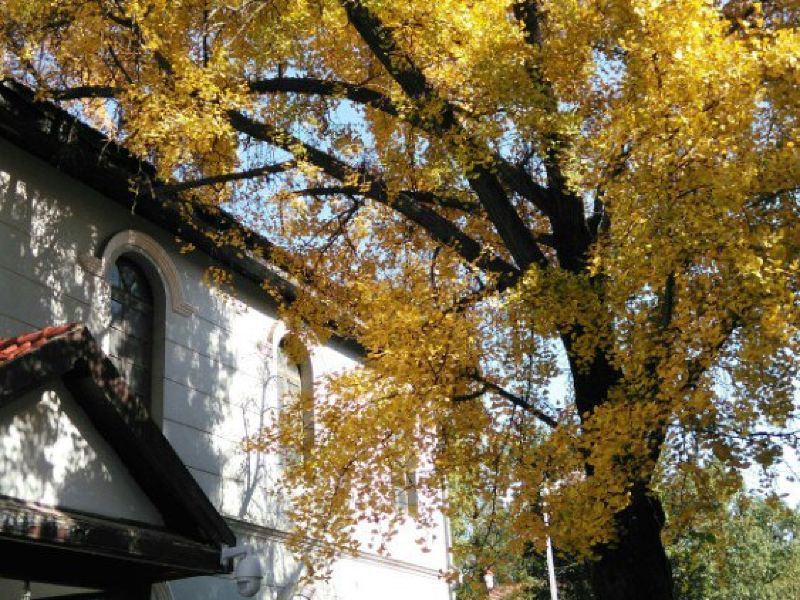 武汉朴园攻略-朴园门票价格多少钱-团购票价预定优惠-景点地址图片