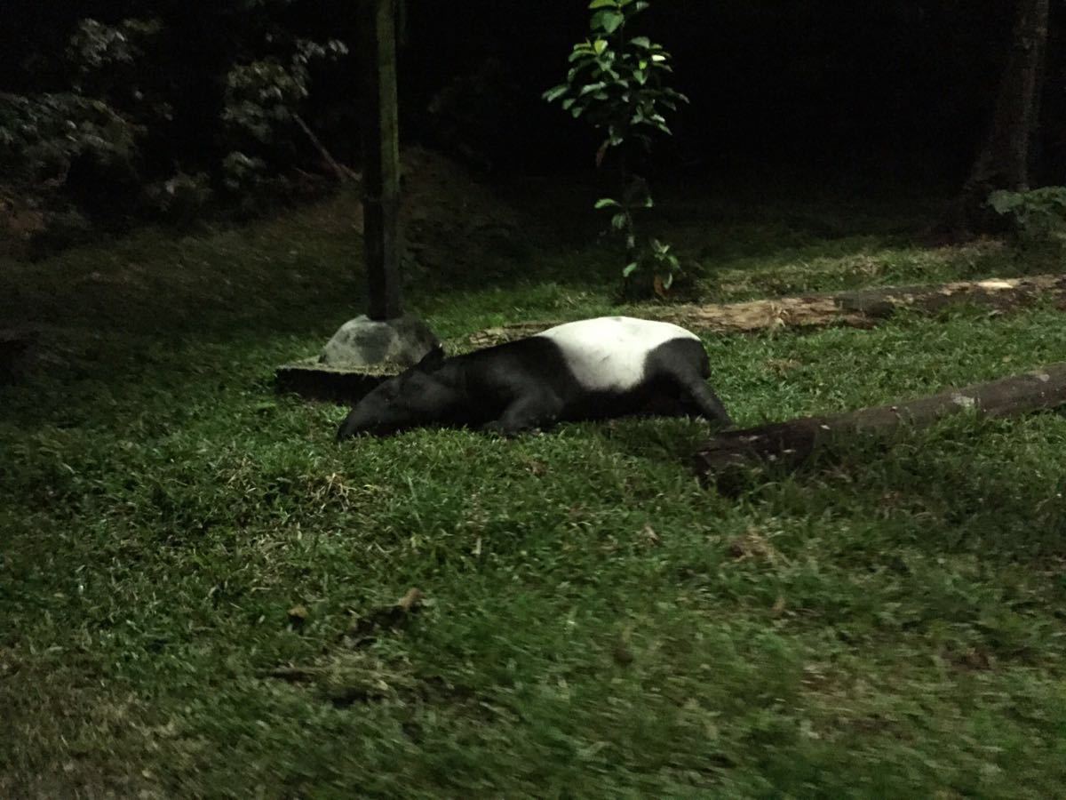 夜間野生動物園