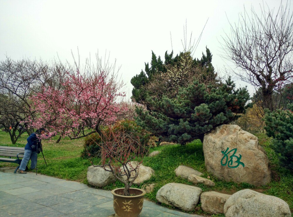 2019东湖梅园_旅游攻略_门票_地址_游记点评,武汉旅游景点推荐 去